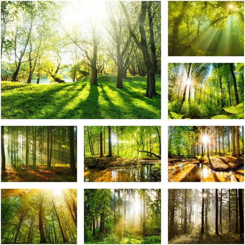 Selbstklebende fototapete wald - fototapete,