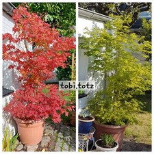 25 Samen Japanischer Ahorn, Laub im Sommer grün, im Herbst rot