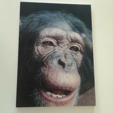 Bilder Leinwand  - Bild Affe mit 3 D Effekt fertig auf Rahmen Wandbilder neuwert