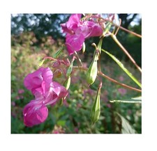 20x Impatiens Balsamina Heilmittel Balsam Garten Pflanzen - Samen HW7