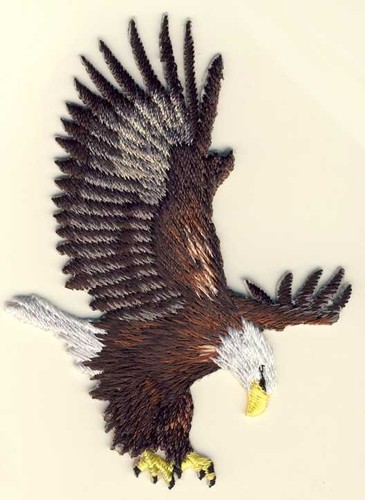 Adler eagle wildlife - adler,