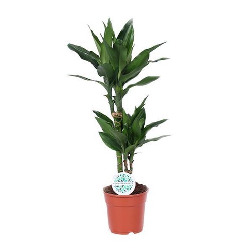 Drachenbaum dracaena janet - drachenbaum,