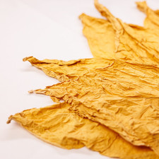 Virginia-Gold-Tabakblätter-Rohtabak der Klasse II