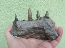 Kieferteil vom Riesenkrokodil