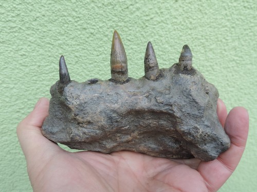 Kieferteil vom riesenkrokodil - vom,
