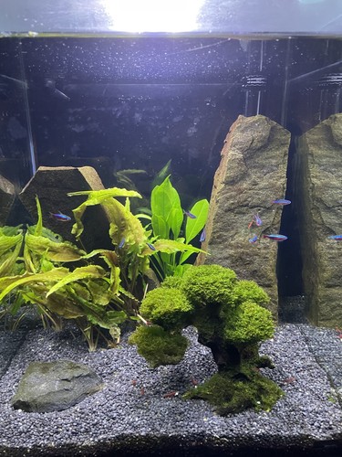 Aquarium komplett set 60l - ,