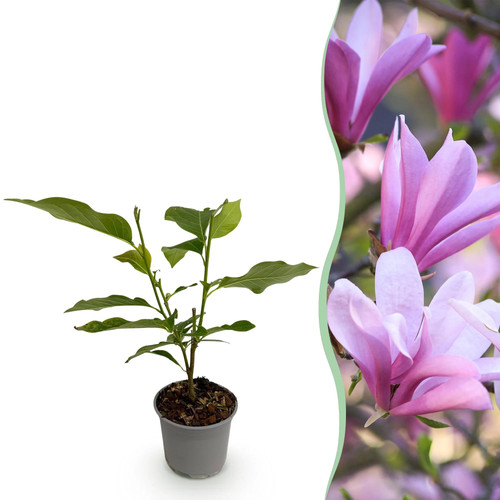 Magnolia betty magnolie - magnolia,