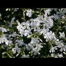Phlox douglasii 'White Admiral' - Garten-Teppich-Flammenblume - 9cm Topf 