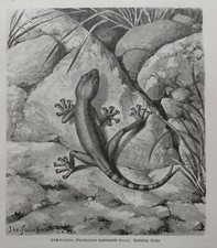 Fächerfinger Gecko Ptyodactylus hasselquisti Fächerzeher Holzstich 1912 Reptil