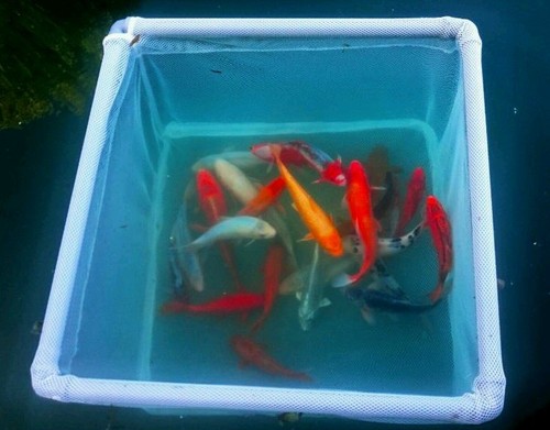 FischGehege