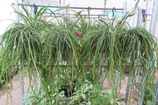 Selenicereus wercklei