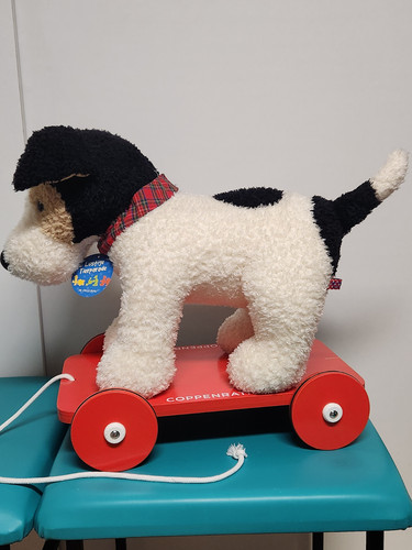 Foxterrier boomer mit - boomer, rollen