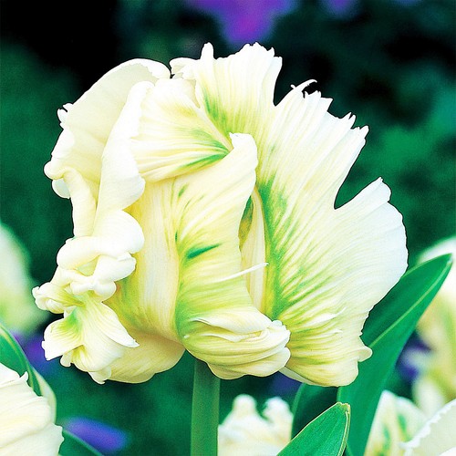Tulpen blumenzwiebeln zwiebeln - tulpen,