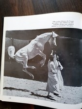 Wüstenadel * Araber Zucht