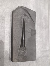 Fossil Versteinerung Belemnit Donnerkeil Schiefer