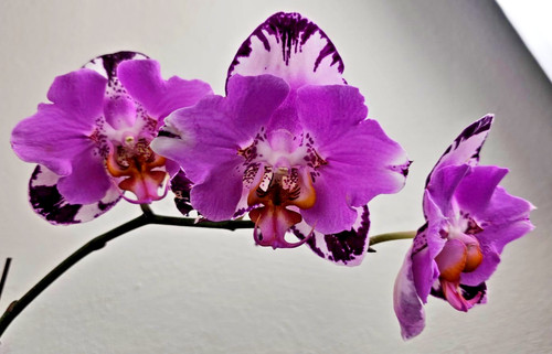 Orchidee phalaenopsis fangmei - phalaenopsis,