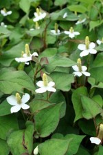 Teichpflanzen Sortiment mit 25 Pflanzen