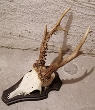  Geweih vom Rehbock, Bock auf Holzbrett zum an die Wand hängen