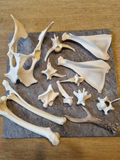 Reh Knochen Wirbel Basteln