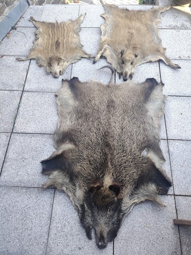 Wildschweinfelle stück - 4,