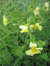Potentilla recta - Hohes Fingerkraut - Aufrechtes Fingerkraut
