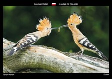 Wiedehopf    * Vogel  **      Postkarte  Upupa epops   postcard  #  5