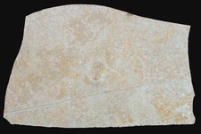 Malm  Inoceramus sp.  Bivalvia