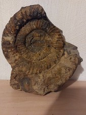 Ammonit,  Coroniceras   200x 150   mm   lias a3; umg. Balingen