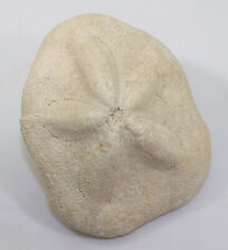 Seeigel, Clypeaster grandiflorus, Tertiär, Miozän, Zebegény, Pest, Ungarn -k7