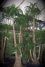 Elefantenfuß Baum Pflanze für Wohnung drinnen Zimmerpflanze gross pflegeleicht