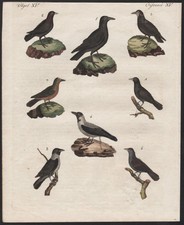 Vogel Saatkrähen Nebelkrähen