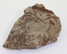 Pflanze, Psilophyton sp., Devon, Eifel, Hagen Ambrock, Deutschland-m353