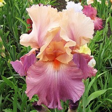 Iris Rhizom Blüten Iris