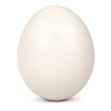 Echtes Straußenei natur 1A