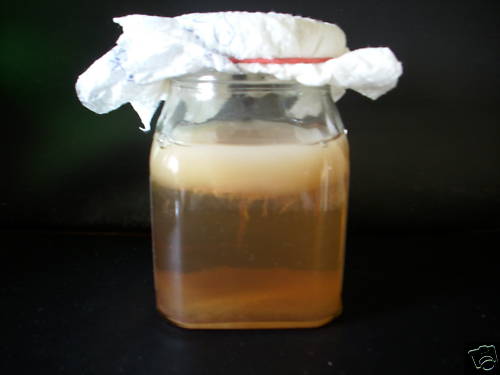 Kombucha pilz kombuchakultur - kombucha,