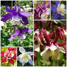 Akelei - Farbenfrohe