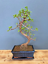Zimmerbonsai Bonsai Jadebaum Portulacaria Afra wasserspeichernd Anfänger Nr 5051