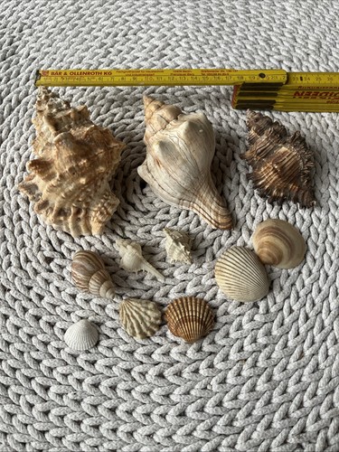 Deko muscheln muschel - muschel, aquarium