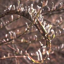 Japanische Drachenweide Sekka Salix  Deko Gartenzaun Stecklinge Garten