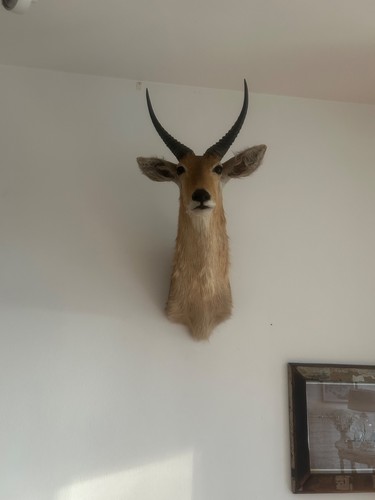 Antilope trophäe - antilope,