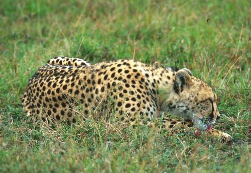 Postkarte gepard beim - ak,