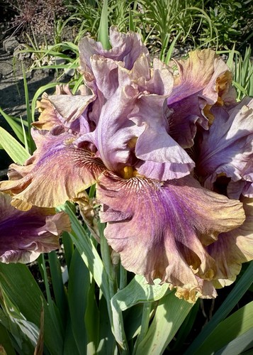 Schwertlilie iris - schwertlilie,,