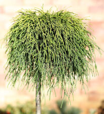 Hochstamm Gelbe Fadenzypresse Sungold 40-60cm - Chamaecyparis pisifera