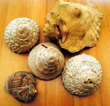 Tiefseemuscheln, 5 Stück, die größte hat 25 cm x 20 cm x 19 cm