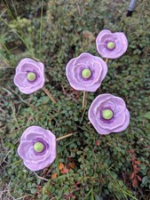5 Blüten Blümchen Mohnblume