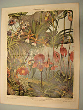 Orchideen und