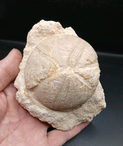 Fossil clypeus plotti echinoid - fossil,