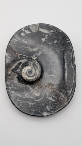 Sm0093 orthoceras seifenschale - sm0093,