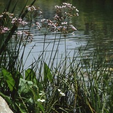  Blumenbinse Butomus umbellatus - Staude Wasserpflanze Teichpflanze