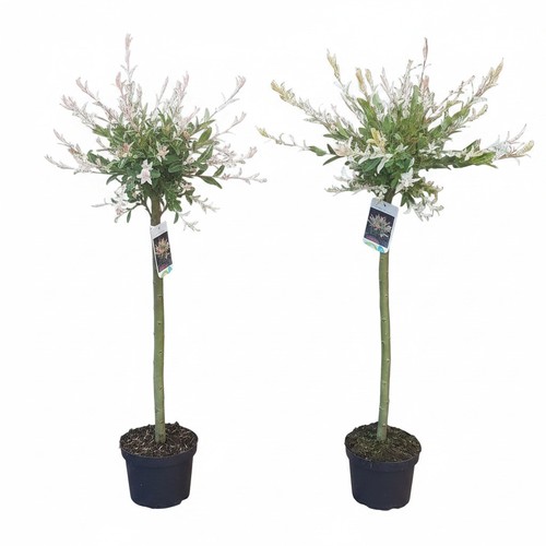 Harlekinweide salix hakuro - salix,